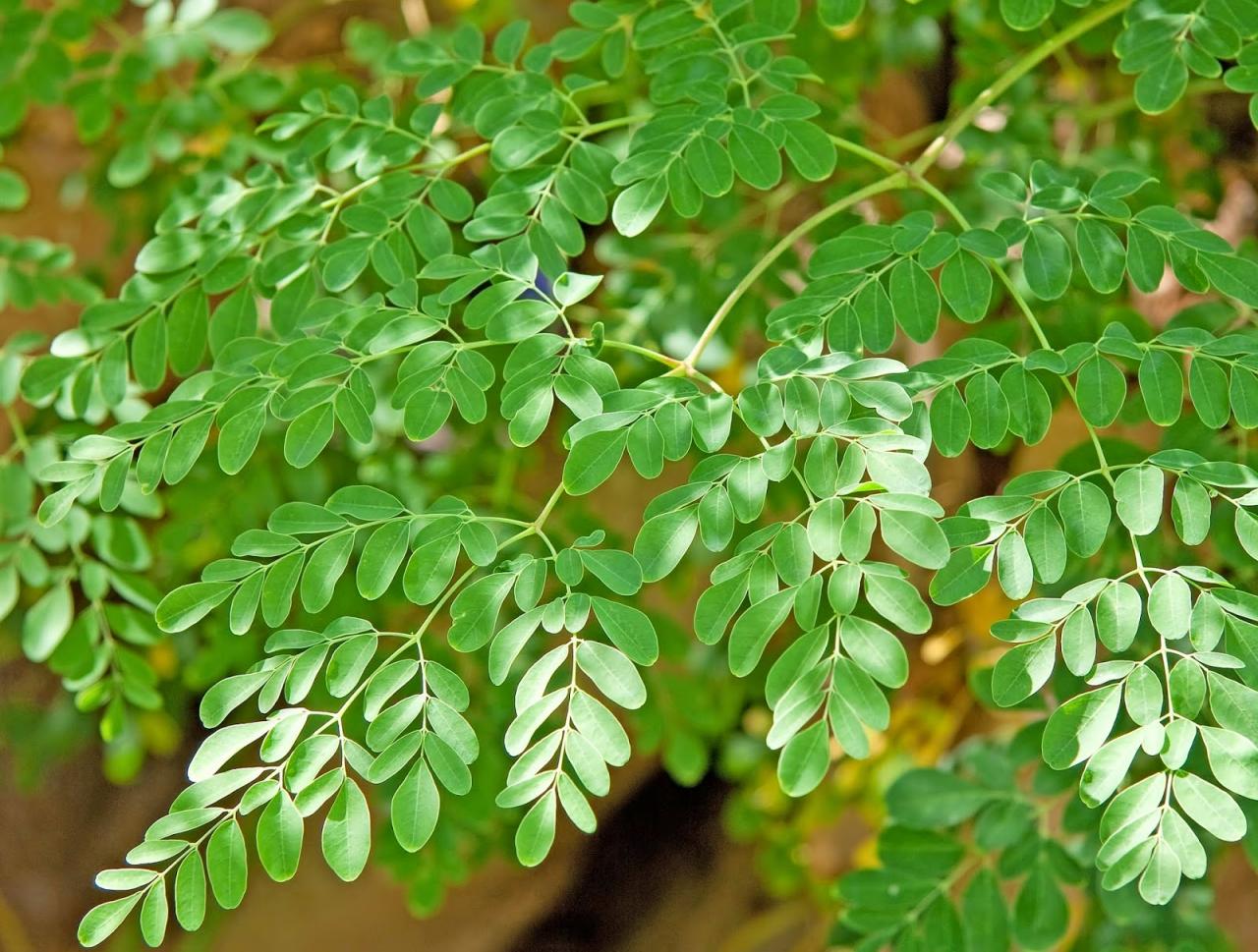 فوائد المورينجا للتخسيس , هتبقى غصن لبان